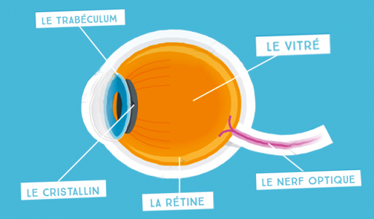 anatomie de l’œil